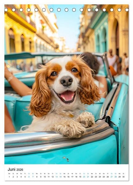 Produktbild: Cavalier King Charles Spaniel - Lustige Weltenreise im Selfie-Modus (Tischkalender 2026 DIN A5 hoch), CALVENDO Monatskalender