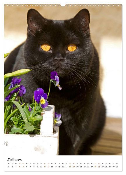 Produktbild: bezaubernde Britisch Kurzhaar Katzen (hochwertiger Premium Wandkalender 2026 DIN A2 hoch), Kunstdruck in Hochglanz