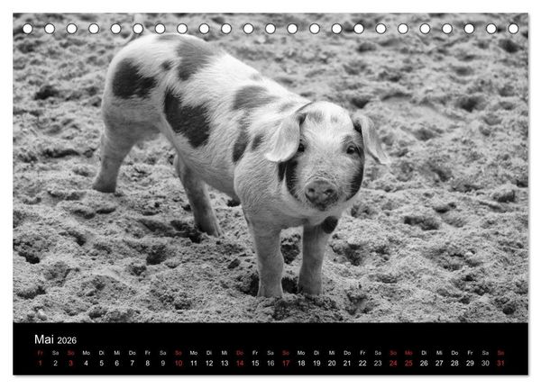 Produktbild: Das Leben der Schweine (Tischkalender 2026 DIN A5 quer), CALVENDO Monatskalender