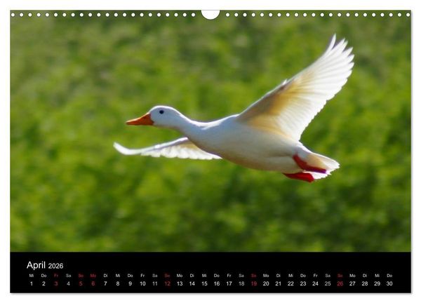 Produktbild: Das Leben der Enten (Wandkalender 2026 DIN A3 quer), CALVENDO Monatskalender