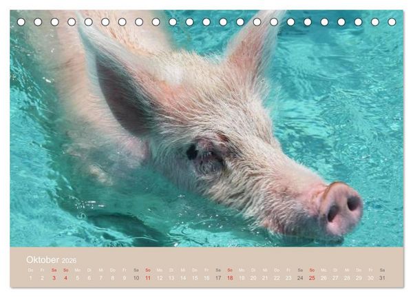 Produktbild: Schwimmende Schweine auf den Bahamas! (Tischkalender 2026 DIN A5 quer), CALVENDO Monatskalender