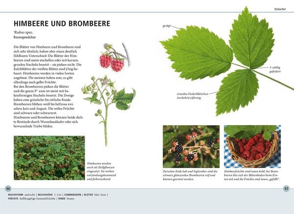 Produktbild: B&auml;ume am Blatt erkennen - 78 Laub- und Nadelgeh&ouml;lze. Bl&auml;tter in Originalgr&ouml;&szlig;e