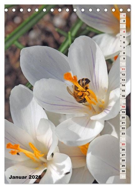 Produktbild: Blossom Love, von Bienen und Hummeln (Tischkalender 2026 DIN A5 hoch), CALVENDO Monatskalender