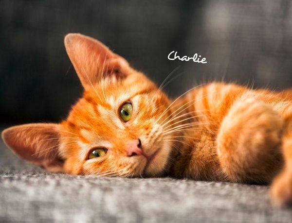 Produktbild: Katzen 2027 Eintragkalender