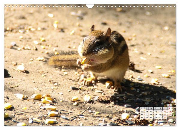 Produktbild: Kanadas charmante Kleintiere - Bezaubernde Einblicke in die Natur (Wandkalender 2026 DIN A3 quer), CALVENDO Monatskalender