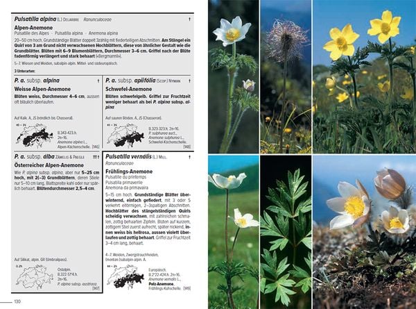 Produktbild: Flora Helvetica - Illustrierte Flora der Schweiz
