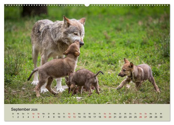 Produktbild: Wolfsrudel (hochwertiger Premium Wandkalender 2026 DIN A2 quer), Kunstdruck in Hochglanz