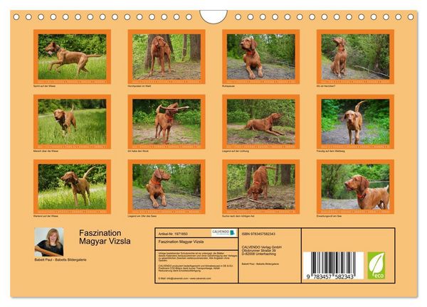 Produktbild: Faszination Magyar Vizsla (Wandkalender 2026 DIN A4 quer), CALVENDO Monatskalender