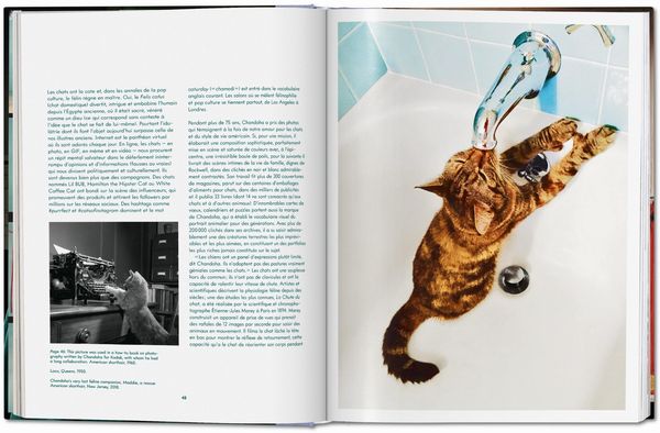Produktbild: Walter Chandoha. Cats. Photographs 1942&ndash;2018