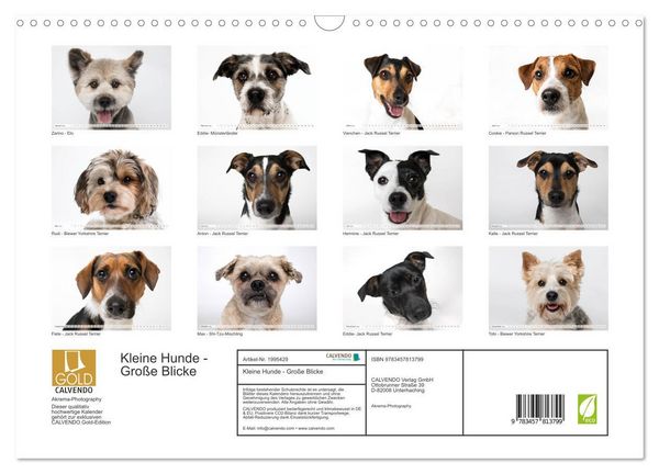 Produktbild: Kleine Hunde - Gro&szlig;e Blicke (Wandkalender 2026 DIN A3 quer), CALVENDO Monatskalender