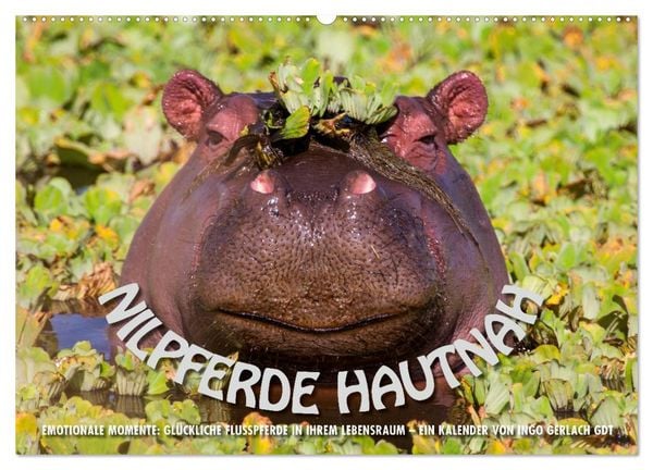 Produktbild: Emotionale Momente: Nilpferde hautnah (Wandkalender 2026 DIN A2 quer), CALVENDO Monatskalender