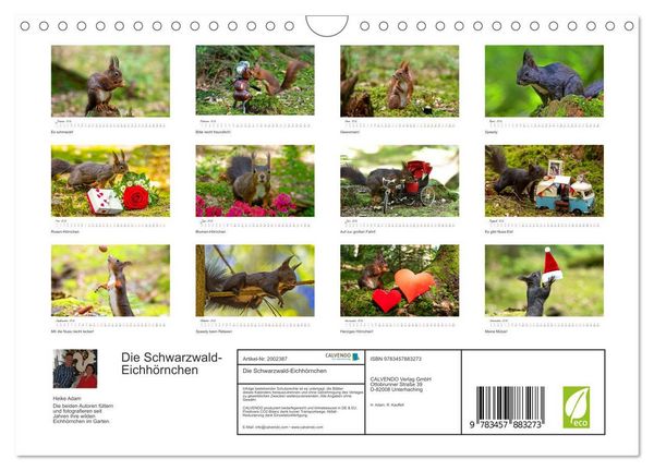 Produktbild: Die Schwarzwald-Eichh&ouml;rnchen (Wandkalender 2026 DIN A4 quer), CALVENDO Monatskalender