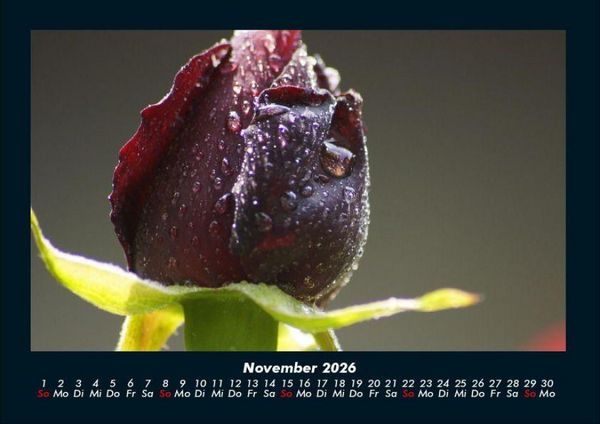 Produktbild: Blumentr&auml;ume 2026 Fotokalender DIN A4