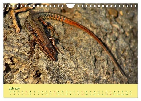 Produktbild: Flinke Eidechsen (Wandkalender 2026 DIN A4 quer), CALVENDO Monatskalender