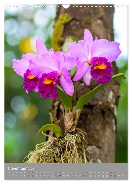 Produktbild: K&ouml;nigin Cattleya (Wandkalender 2027 DIN A3 hoch), CALVENDO Monatskalender