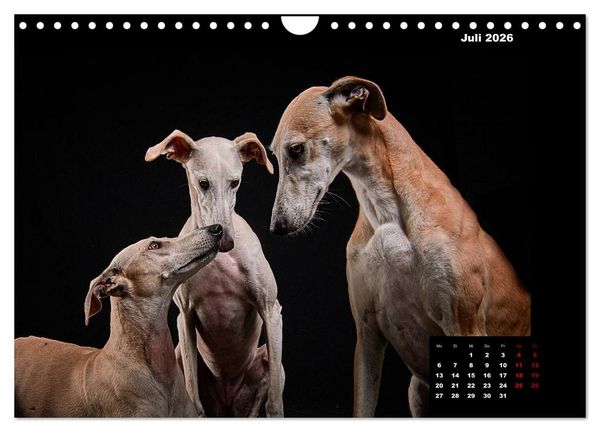 Produktbild: Die Stimme der Windhunde (Wandkalender 2026 DIN A4 quer), CALVENDO Monatskalender