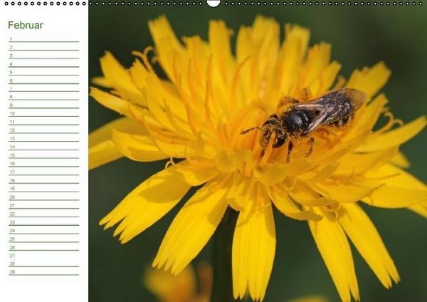 Produktbild: Bienen - Emsige Helfer (Wandkalender immerw&auml;hrend DIN A2 quer)