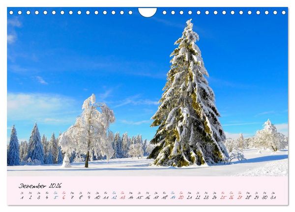 Produktbild: Wald und Baum 2026 (Wandkalender 2026 DIN A4 quer), CALVENDO Monatskalender