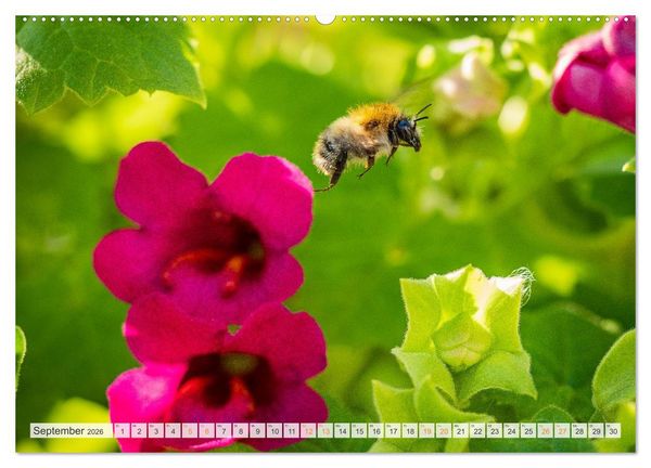 Produktbild: Bienen und Hummeln in Aktion (hochwertiger Premium Wandkalender 2026 DIN A2 quer), Kunstdruck in Hochglanz