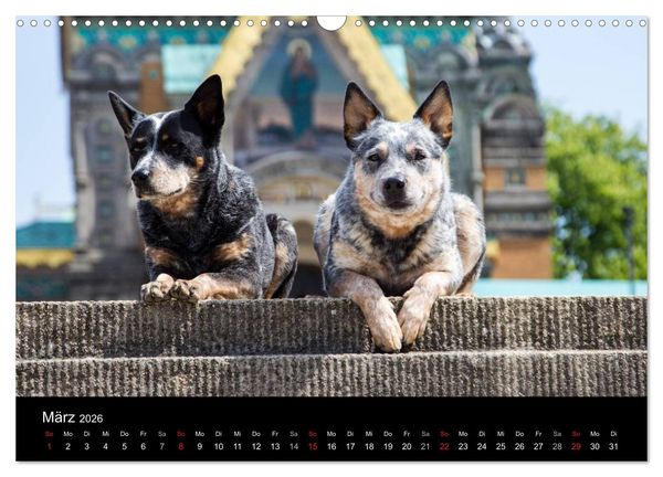 Produktbild: Australian Cattle Dogs zwischen Kunst und Kultur (Wandkalender 2026 DIN A3 quer), CALVENDO Monatskalender