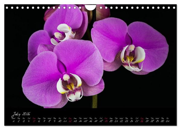 Produktbild: Orchids (Wall Calendar 2026 DIN A4 landscape), CALVENDO 12 Month Wall Calendar