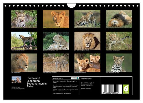 Produktbild: L&ouml;wen und Leoparden - Begegnungen in Afrika (Wandkalender 2026 DIN A4 quer), CALVENDO Monatskalender
