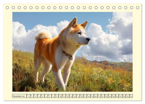 Produktbild: Akita Inu in der Natur. Japans edle und sanfte Sch&ouml;nheit (Tischkalender 2026 DIN A5 quer), CALVENDO Monatskalender