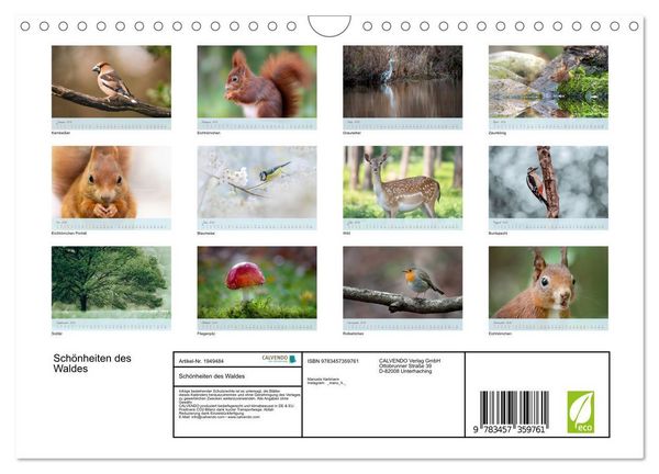 Produktbild: Sch&ouml;nheiten des Waldes (Wandkalender 2026 DIN A4 quer), CALVENDO Monatskalender