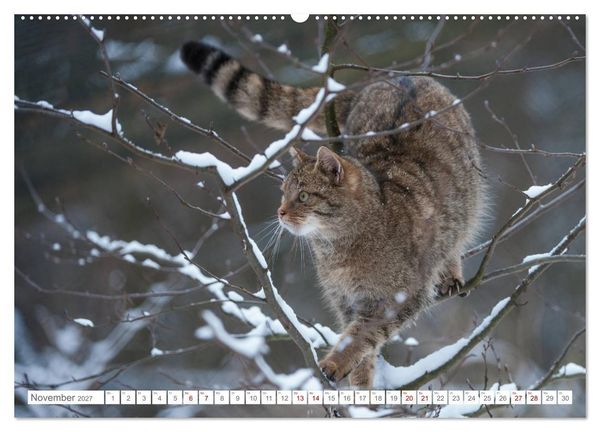 Produktbild: Wildkatzen - die anmutigsten Raubiere in Europa. (Wandkalender 2027 DIN A2 quer), CALVENDO Monatskalender
