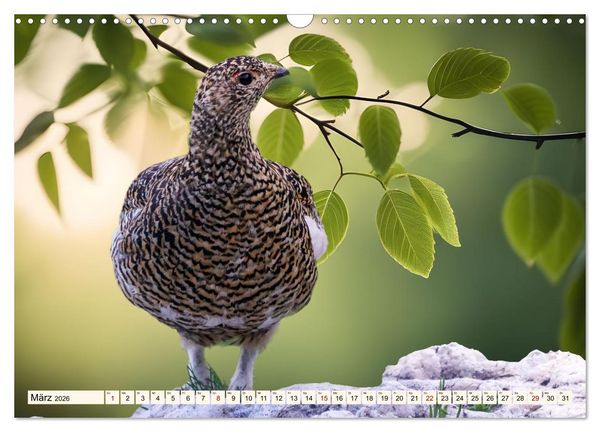 Produktbild: Faszinierende H&uuml;hnerv&ouml;gel (Wandkalender 2026 DIN A3 quer), CALVENDO Monatskalender