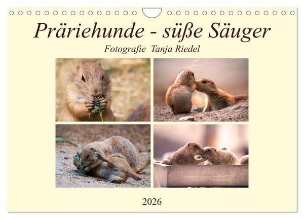 Produktbild: Pr&auml;riehunde - s&uuml;&szlig;e S&auml;uger (Wandkalender 2026 DIN A4 quer), CALVENDO Monatskalender