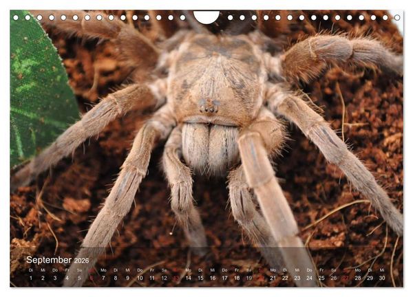 Produktbild: Faszination Spinnen (Wandkalender 2026 DIN A4 quer), CALVENDO Monatskalender
