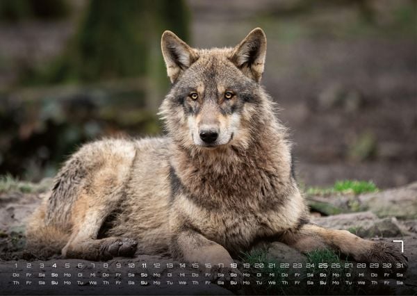 Produktbild: Wolf &ndash; Im Schatten des Waldes - 2027 - Kalender DIN A3