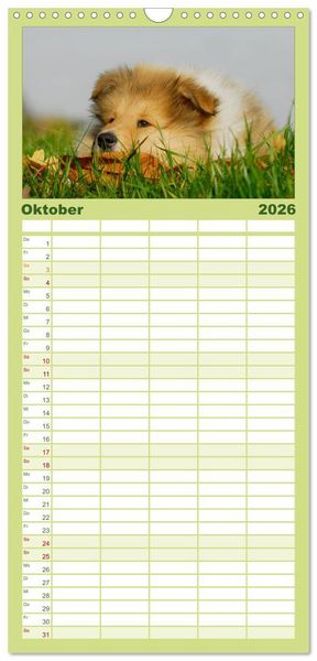 Produktbild: Familienplaner 2026 - Faszination Collie 2026 mit 5 Spalten (Wandkalender, 21 x 45 cm) CALVENDO