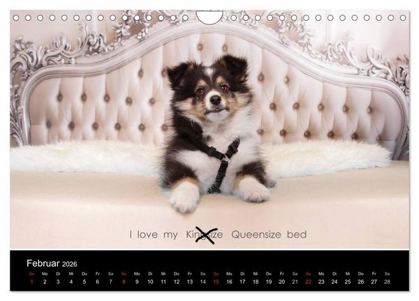 Produktbild: Wir lieben Shelties (Wandkalender 2026 DIN A4 quer), CALVENDO Monatskalender