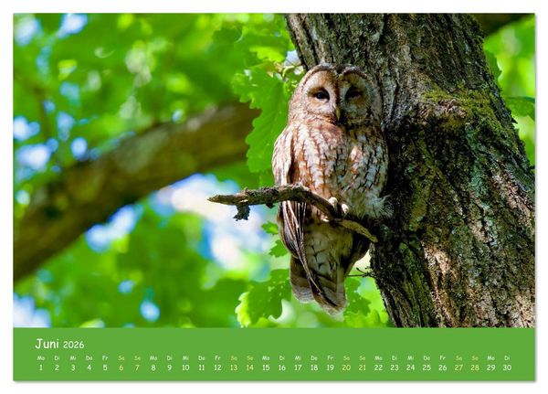 Produktbild: geliebte Waldgeister (Tischkalender 2026 DIN A5 quer), CALVENDO Monatskalender
