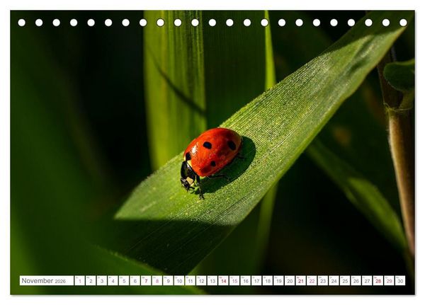 Produktbild: In der Natur unterwegs (Tischkalender 2026 DIN A5 quer), CALVENDO Monatskalender