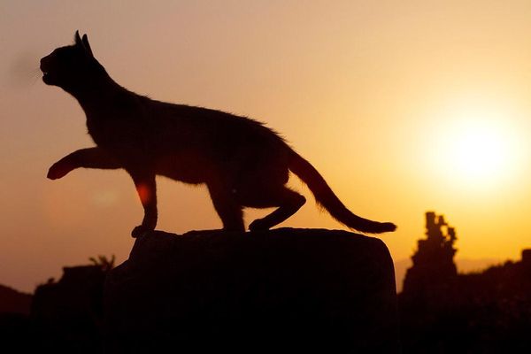Produktbild: Cats Of Ephesos