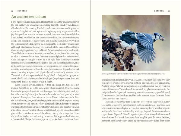 Produktbild: The Nature of Oaks
