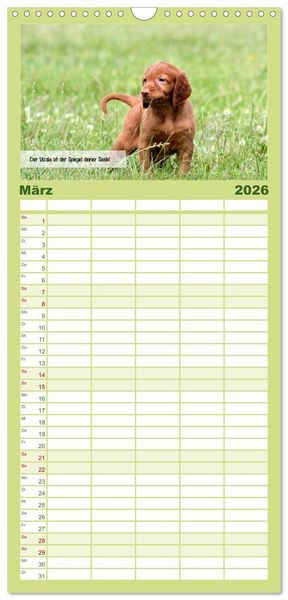 Produktbild: Familienplaner 2026 - Magyar Vizsla - Zauberhafte Kobolde mit 5 Spalten (Wandkalender, 21 x 45 cm) CALVENDO