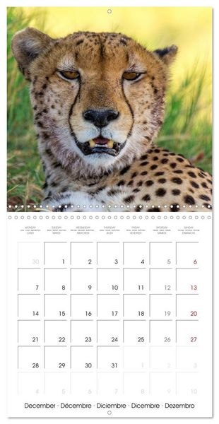 Produktbild: Animals are watching you (Wall Calendar 2026 12 &times; 12 Inch) CALVENDO 12 Month Wall Calendar