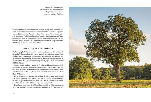 Produktbild: B&auml;ume