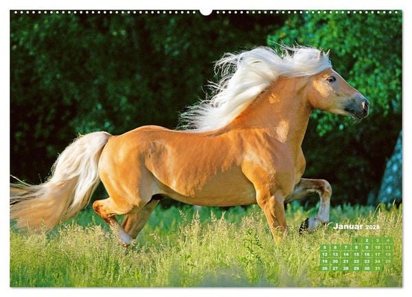 Produktbild: Haflinger: Die blonden Pferde von der Alm (Wandkalender 2026 DIN A2 quer), CALVENDO Monatskalender