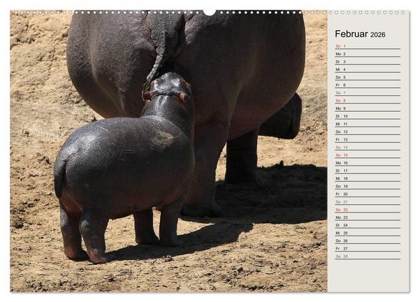 Produktbild: Hippos - Begegnungen in Afrika (hochwertiger Premium Wandkalender 2026 DIN A2 quer), Kunstdruck in Hochglanz