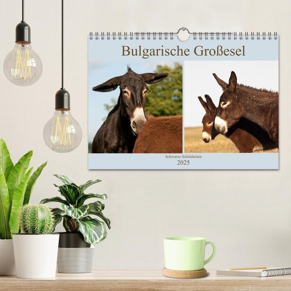 Produktbild: Bulgarische Gro&szlig;esel - Schwarze Sch&ouml;nheiten (Wandkalender 2025 DIN A4 quer), CALVENDO Monatskalender