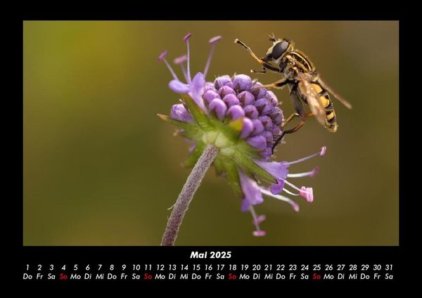 Produktbild: Blumentr&auml;ume 2025 Fotokalender DIN A3