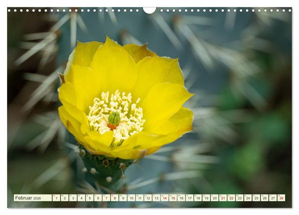 Produktbild: Mediterrane Flora - Pflanzen des S&uuml;dens (Wandkalender 2026 DIN A3 quer), CALVENDO Monatskalender