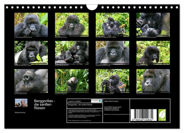 Produktbild: Berggorillas - die sanften Riesen (Wandkalender 2026 DIN A4 quer), CALVENDO Monatskalender