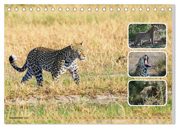 Produktbild: Raubkatzen - gro&szlig; & klein (Tischkalender 2026 DIN A5 quer), CALVENDO Monatskalender