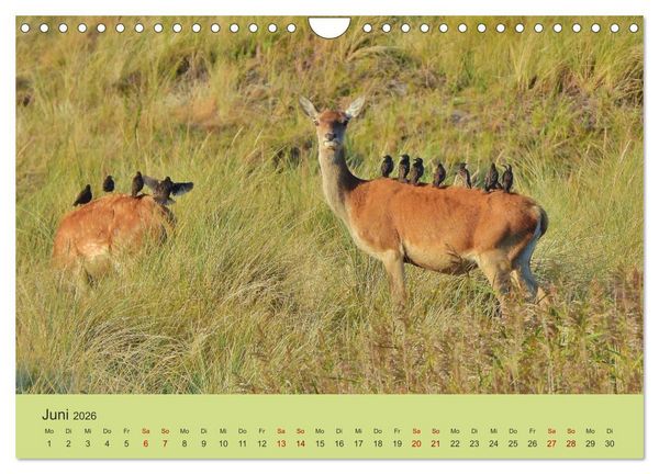 Produktbild: K&uuml;sten Hirsche - Rotwild auf dem Dar&szlig; (Wandkalender 2026 DIN A4 quer), CALVENDO Monatskalender